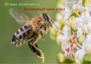 Read more about the article 20 мая — Всемирный день пчёл
