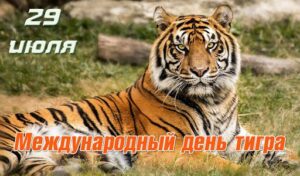 Read more about the article Международный день тигра